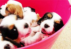UM bucket of puppies?... #MicDrop ???????????? --  Happy #NationalPuppyDay,  everyone!! https://t.co/GmuRh7RMC3