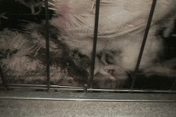 RT @peta: Because of the terrible living conditions in the egg industry's cages, chickens often die in their cages. #Easter https://t.co/cS…
