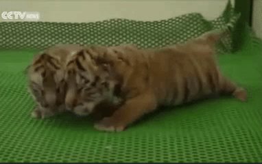 Love it RT @HuffingtonPost: Ridiculously cute tiger cubs try to master the art of walking https://t.co/HPJi33rNYK https://t.co/NPjyxowAc6