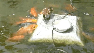RT @emotionalpedant: This duck is super into feeding his fish friends https://t.co/2hDjWVidca