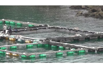 RT @CoveGuardians: Captive mother baby jumping in Taiji. https://t.co/heDj9rkUVe