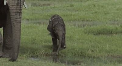 RT @peta: Wild animals belong in their natural habitats, NOT in captivity. RETWEET if you agree! #WorldWildlifeDay https://t.co/aSZYVGpLsb