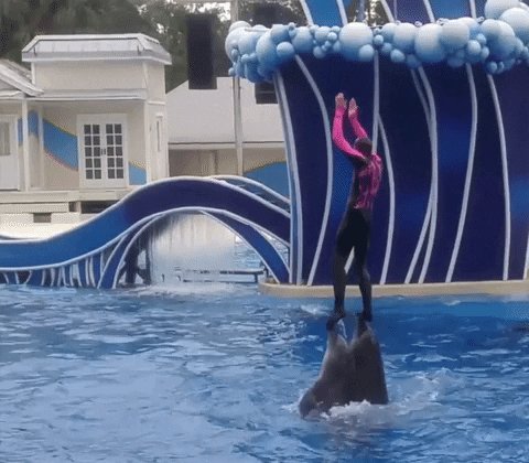 RT @peta: Dear @SeaWorld, 

Stop standing on dolphins' faces. 

Love, 
Everyone https://t.co/uxtQ28htLE