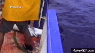 RT @OrcaOnIceSkates: #SharkFinning results in up to 99 per cent of the shark is thrown away. #OpFunKill https://t.co/b91x9cLmkI