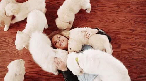 #IAmHappiestWhen I'm surrounded by dogs https://t.co/qT4bbqa4Zl