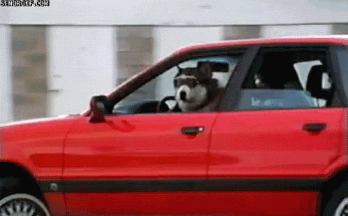 The fuck you honking at?! #NationalDogDay https://t.co/2PLGabOgX9