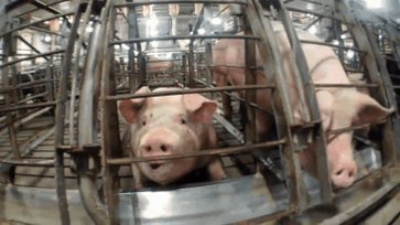 RT @peta: Imagine being forced to live in a cage so small you can't even turn around ???? #ReasonsToGoVegan https://t.co/J64JwfG3fz