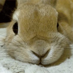 RT @peta: Happy #Easter from somebunny who loves you ❤ https://t.co/Fw9A9bDVIp