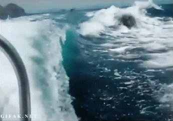 RT @peta2: RT if you know orcas belong in the ocean ????❤️ #EmptyTheTanks https://t.co/erPKJ1xB5g