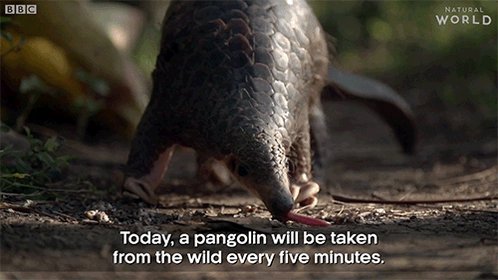RT @BBCEarth: One pangolin is taken from the wild every five minutes 

#Pangolins https://t.co/Oaw3TsadKC