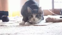 そやろな(*´艸`)ププるるもアホやからな( *`艸´)ウシシシ小銭稼いでいつか奢れよ<( ˘ω゜)> そやろな(*´艸`)ププるるもアホやからな( *`艸´)ウシシシ小銭稼いでいつか奢れよ<( ˘ω゜)>