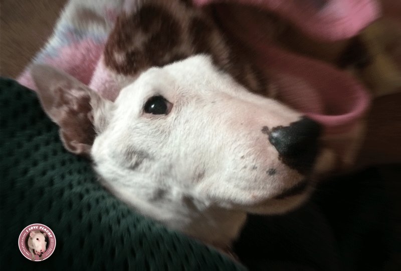 犬を飼い始めた頃、子犬が歳をとるなんて考えもしなかった。7歳、老犬と言われる歳でも、うちの子は子供みたいだった。12歳頃 犬を飼い始めた頃、子犬が歳をとるなんて考えもしなかった。7歳、老犬と言われる歳でも、うちの子は子供みたいだった。12歳頃