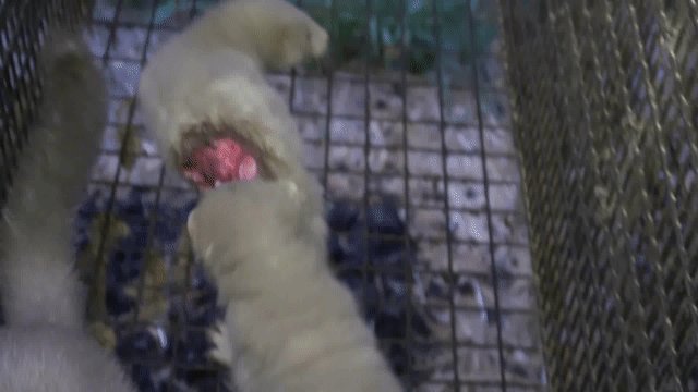 リアルファー生産現場でよく起きる”共喰い”新たな調査映像はその日常の共喰いがどれほど残酷なのか明らかになった日本の消費者 リアルファー生産現場でよく起きる”共喰い”新たな調査映像はその日常の共喰いがどれほど残酷なのか明らかになった日本の消費者
