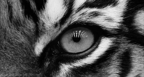 I was just reminded that I’m Year of the Tiger and I really needed to hear that about myself today. https://t.co/Rc2wLLeves