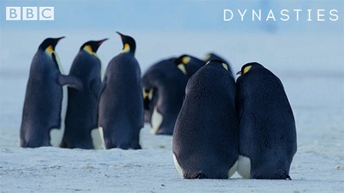 RT @BBCEarth: When it all kicks off in the group chat

#Dynasties https://t.co/XMYdYGK18O