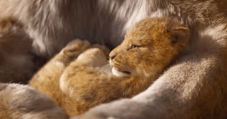 RT @verge: Watch the very first trailer for Disney’s The Lion King remake https://t.co/1QhmNEG24j https://t.co/39FoD68vU0