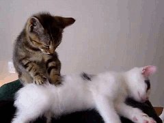 テラっちがかい? 馬さかぁ( ^ω^)・・・ 禍神”ないの❓(^^って テラっちがかい? 馬さかぁ( ^ω^)・・・ 禍神”ないの❓(^^って