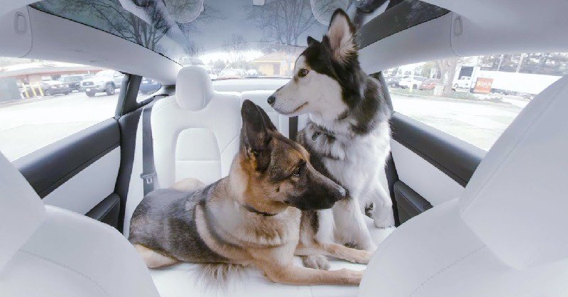 Dog mode sale model 3