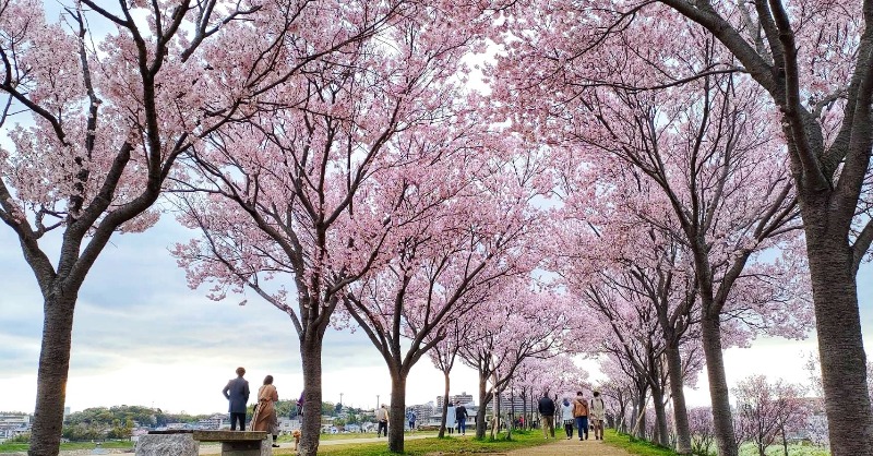 大阪観光局 公式 狭山池公園 は大阪で最も早く桜が楽しめるスポット 日本最古のため池を囲む 日本の歴史公園100選 の一つで 世界的建築家 安藤忠雄氏 設計の狭山池博物館もあります お花見だけでなく 大人の歴史見学 にもぴったりですよ