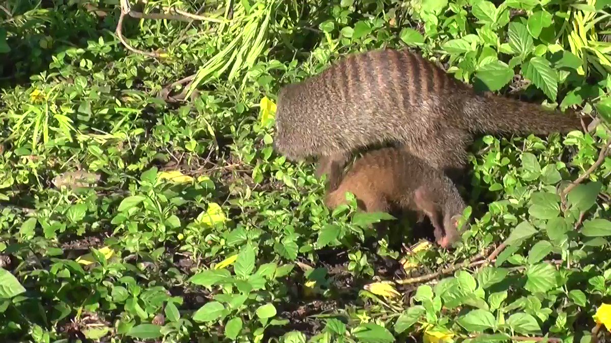 For the first two to three months of a mongoose pup's life, they shadow an adult that's not their parent