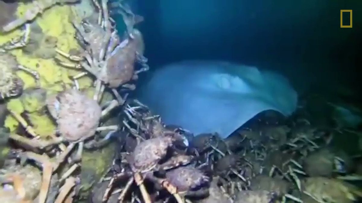 Off the coast of Australia an unusual looking stingray is gulping down a feast https://t.co/F6FrFyhjwD