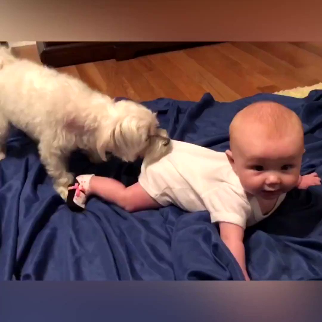 Harrowing footage of dogs attacking defenseless children