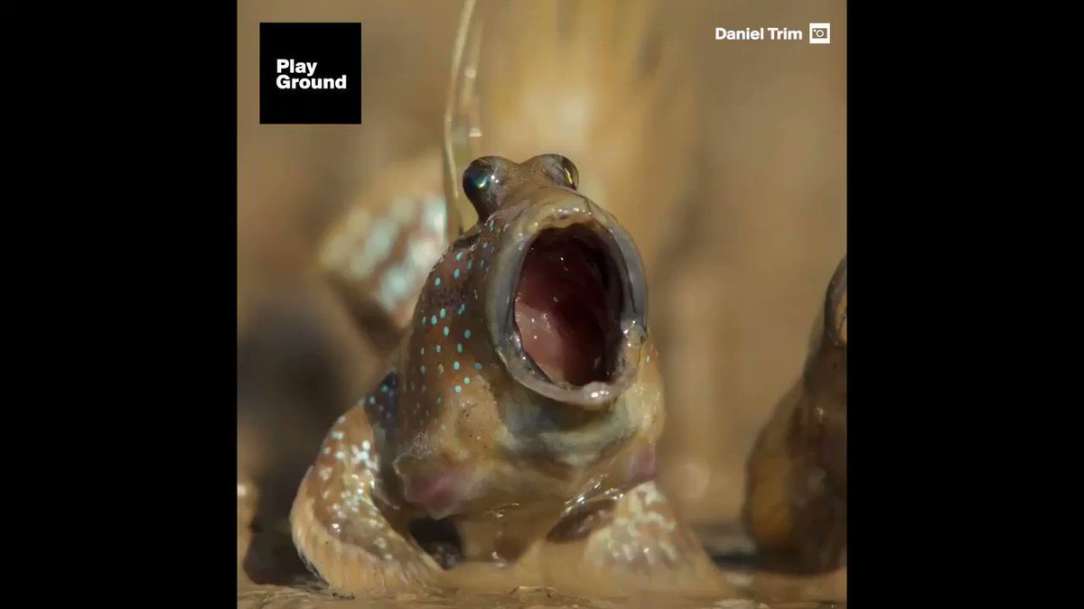 Laftreni Kafeste Doğan Kuşlar Uçabilmenin Bir Hastalık