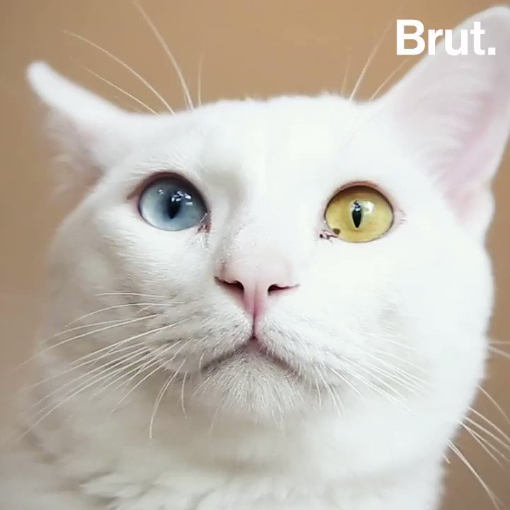 Brut Nature Fr Votre Chat Blanc Est Surement Sourd Surtout S Il A Les Yeux Bleus