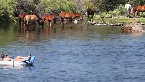 azcentral on X: VIDEO: Labor Day tubers float by wild horses