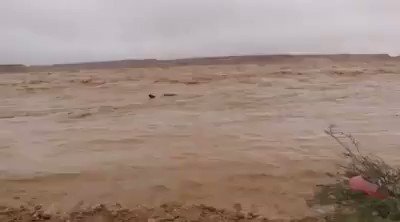 熱帯サイクロンが砂漠にもたらした大雨 洪水のなか泳ぐラクダ ネッシーそっくり 動画 Hcc Date Box