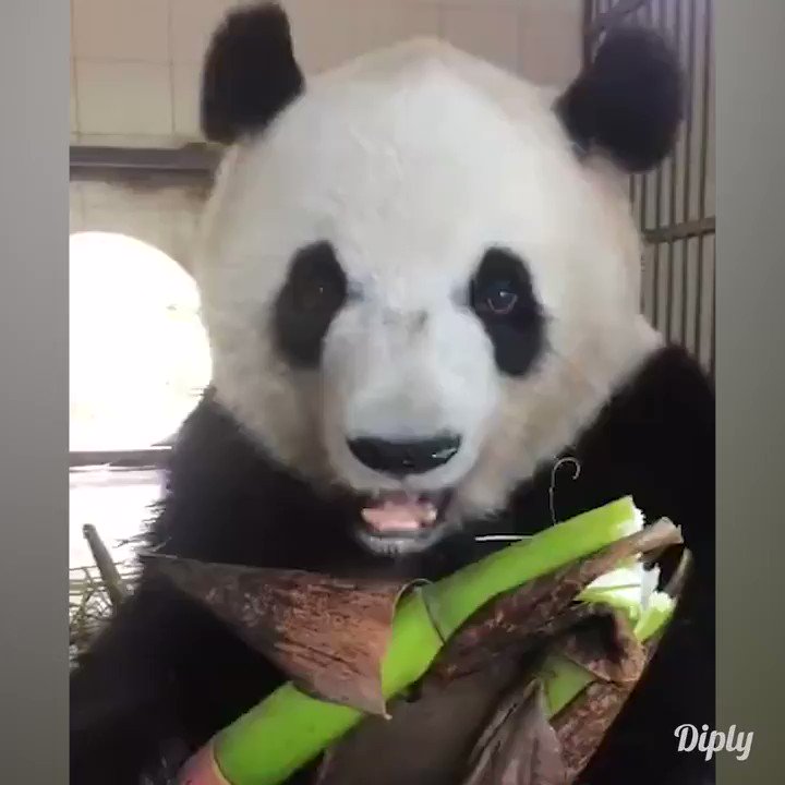 Bamboo is no match for this panda.