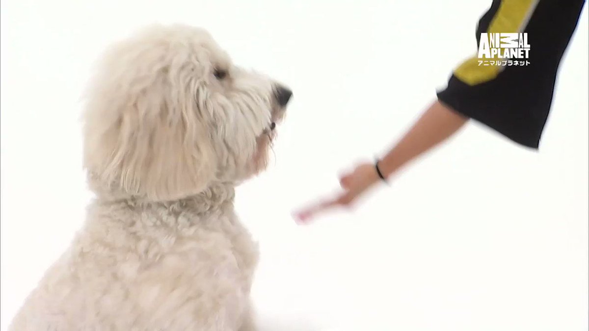 ディスカバリーチャンネル 犬好きも犬好きでなくても みんなに観てほしい癒される犬番組が勢ぞろい 11月 犬の月 は アニマルプラネット で放送中 番組表 T Co Hcbxl4we9h