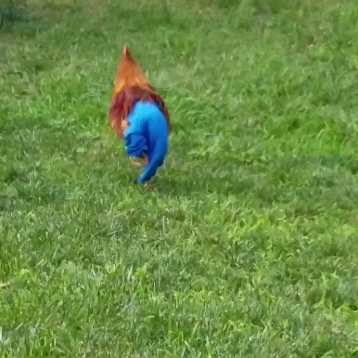 Heres a Chicken Wearing Pants  Videos from The Weather Channel