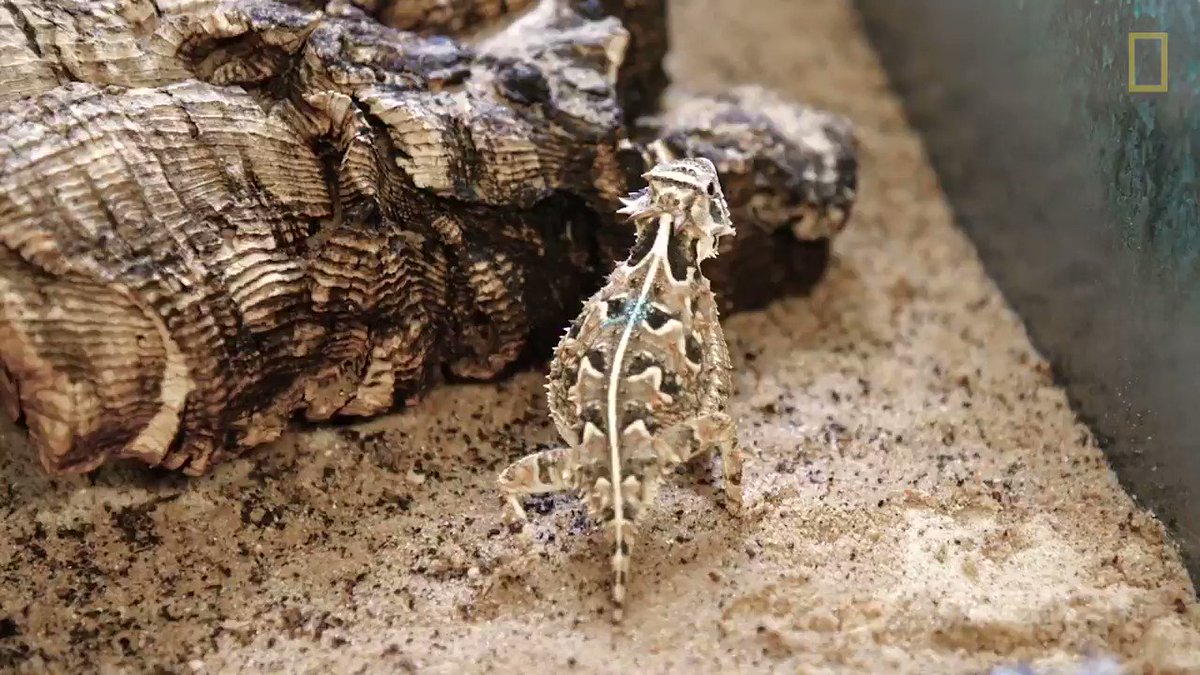 These are Texas horned lizards—and they can shoot blood from their eyes #WorldLizardDay