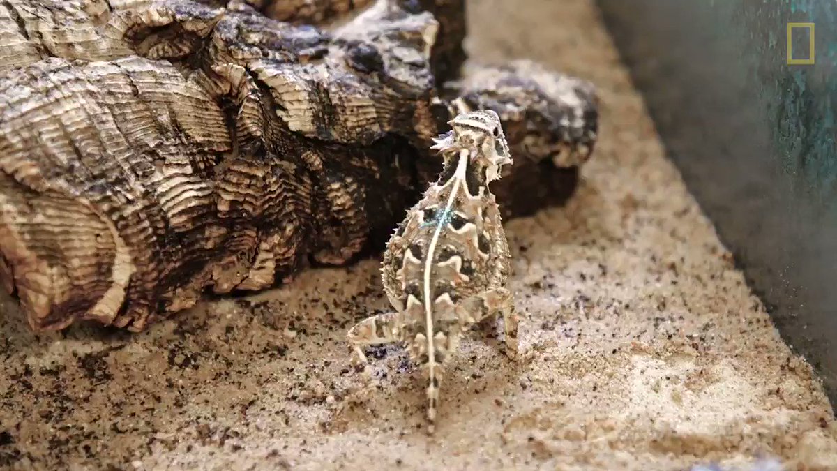 Nathanael Adams On Twitter Rt Natgeo These Are Texas Horned Lizards