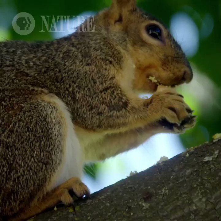 PBS on Twitter "From flying squirrels to cheeky chipmunks, join