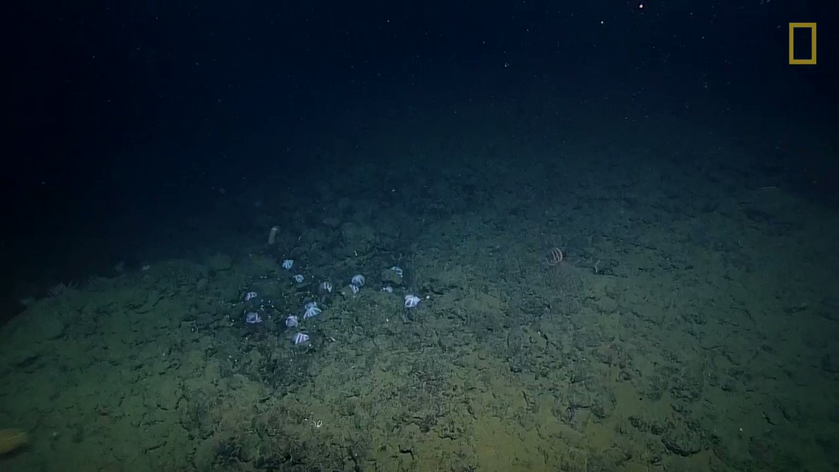 National Geographic (@NatGeo) on Twitter photo 02/07/2020 22:36:21 In a shimmering “octopus garden,' scientists discovered over 1,000 females, many brooding eggs In a shimmering “octopus garden,' scientists discovered over 1,000 females, many brooding eggs