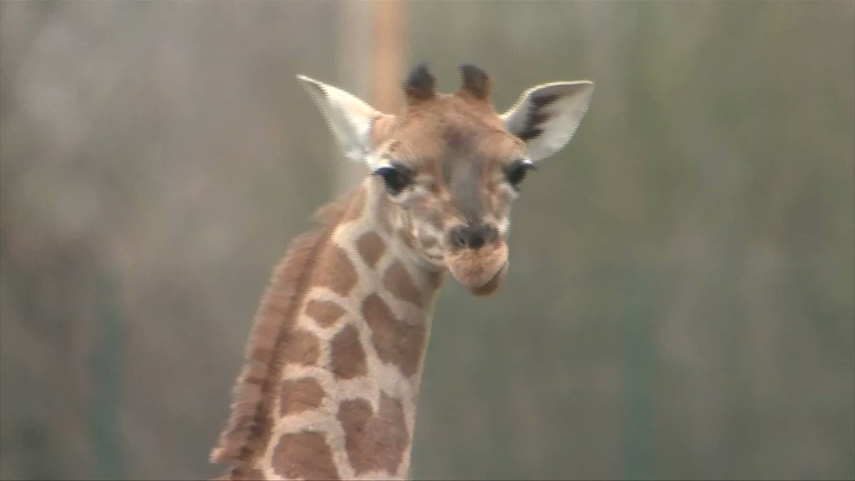Two-week-old giraffe plays in her new home at Berlin zoo