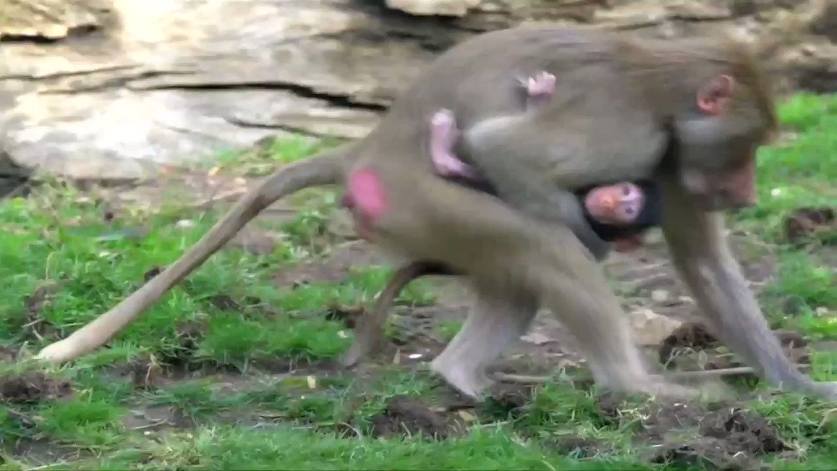 California zoo welcomes a new member to their Hamadryas baboon troop