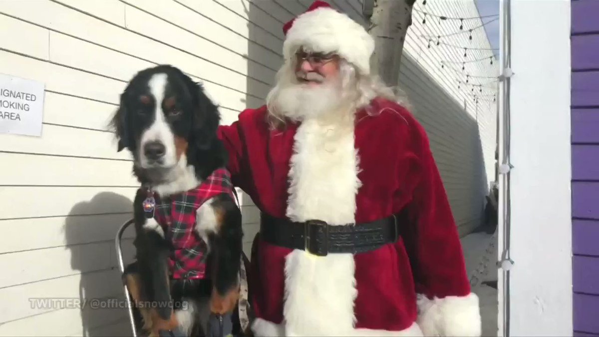Pups get into the holiday spirit at the Bernese Mountain Dog Parade in Breckenridge, Colorado