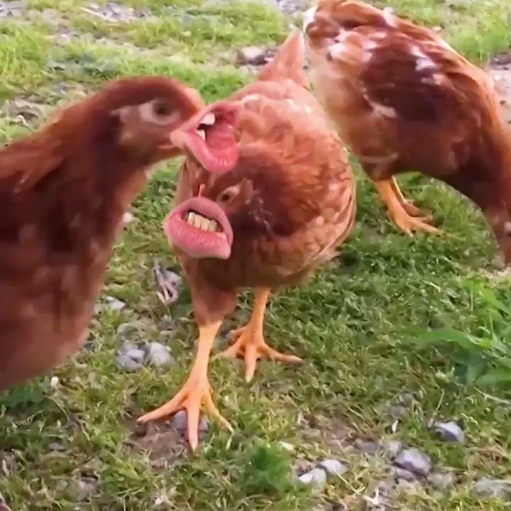 Let's eat chicken дизайн. Chicken can t be. Курица гриль. Chicken can t be. Feeding chickens potatoes.