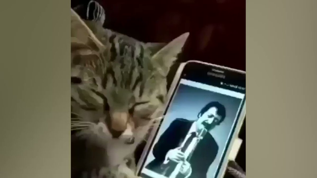 Soğukta kalan anne kedi ve 5 yavrusu kurtarıldı Soğukta kalan anne kedi ve 5 yavrusu kurtarıldı