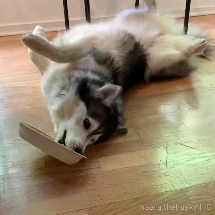 When you're too lazy to get up to eat
📹 naara.thehusky | IG
