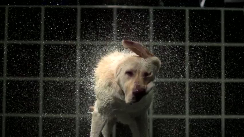 There are SO MANY awesome high-speeds in tonight's #MythBusters Jr, on @ScienceChannel. Labrador owners WILL fall in love with this one. So, how much water weight DOES a dog shake off, anyway? #dogs #labradors #retreivers #slomofootage #science