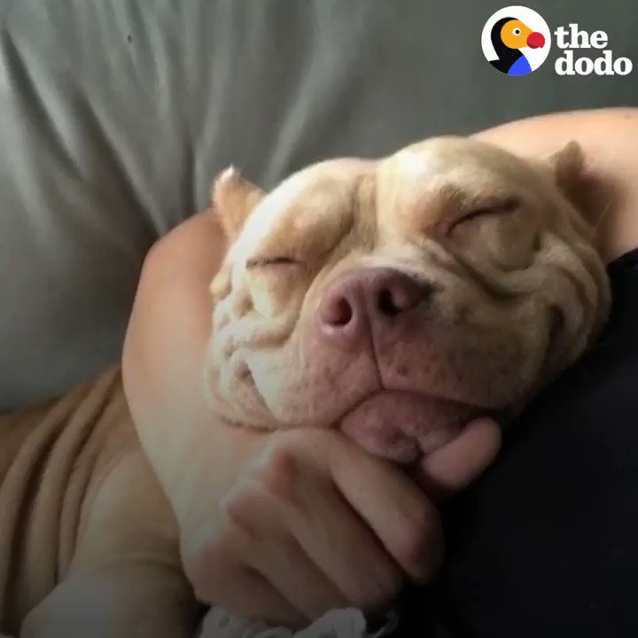The Dodo (@dodo) on Twitter photo 21/09/2019 21:36:45 These pit bull myths are the silliest 🐶❤️❤️❤️ These pit bull myths are the silliest 🐶❤️❤️❤️