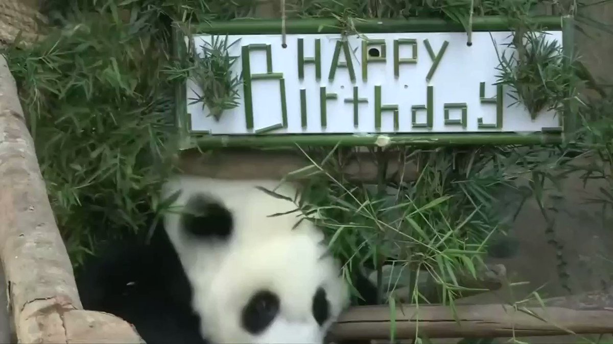 ICYMI: Malaysia's national zoo throws a surprise birthday party for panda Nuan Nuan
