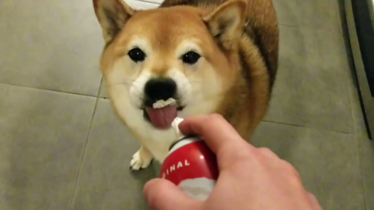 Is Reddi Whip Bad For Dogs