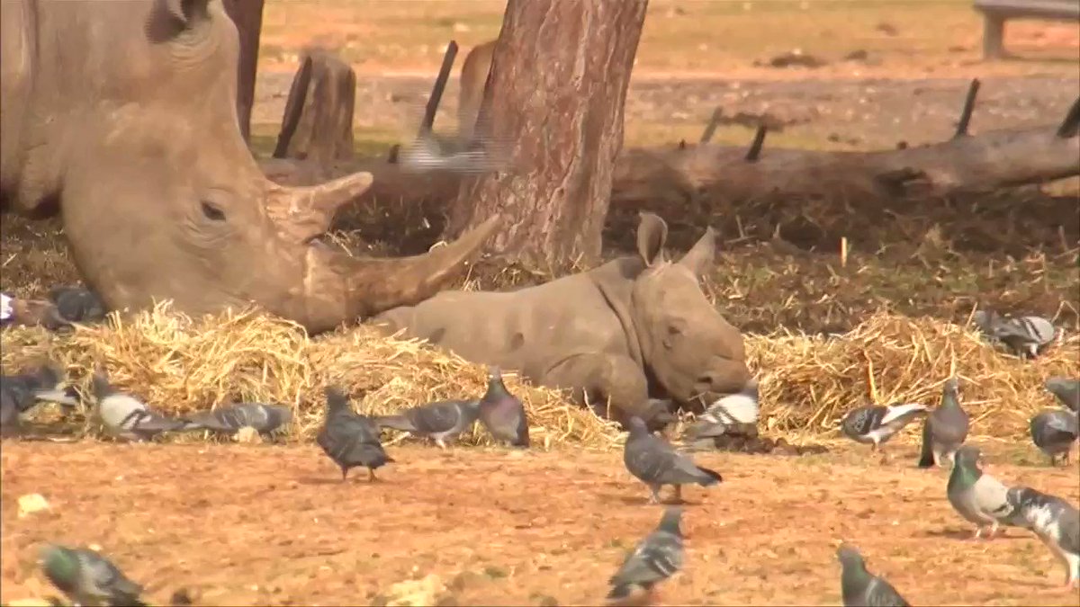 A newborn female rhino joins Israel zoo