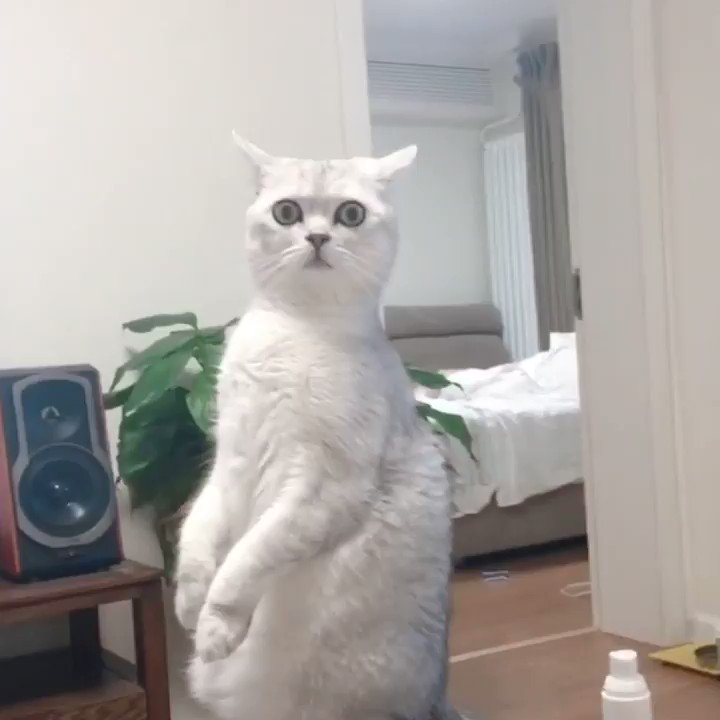 When your cat sees you without makeup for the first time. 