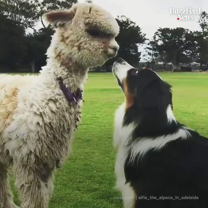 Meet Alfie, an alpaca that lives in suburban Australia and enjoys long walks, picnics, and hanging out on the beach ๐
